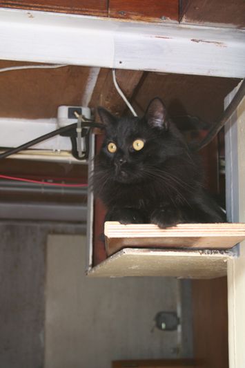 Bosco on metal shelf beneath wheelhouse
