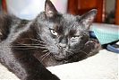 BOSCO AMBIVALENT ABOUT CAMERA