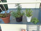 Flowering plants