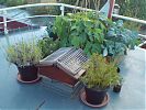 Herbs, beans and broccoli