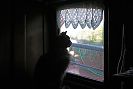 Bosco by plasticked window
