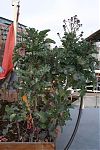 Purple sprouting broccoli