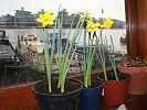 Daffodils in wheelhouse