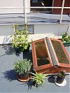 Potted garden on deck
