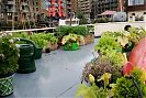 Saloon roof garden