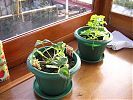 Strawberry and melon plants