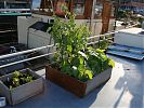 lettuce, spaghetti squash & tomatillos