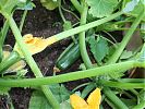 Courgette in training