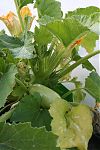 Patty pan in training