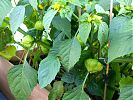tasty tomatillos