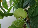 one big tomatillo
