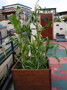 Corn growing on deck