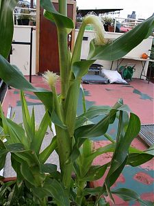 Corn ears