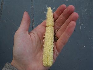 Baby corn in my hand