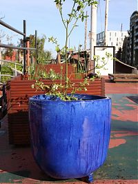 Blueberry in planter