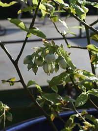 Bluebery flower detail