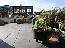 Geranium and main spring garden deck