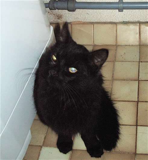 Bosco looking quizzical next to the fridge