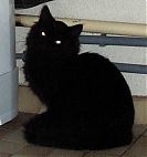 Bosco in silhouette. Well, to be fair he's ALL silhouette.