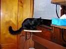 Shelving CAT